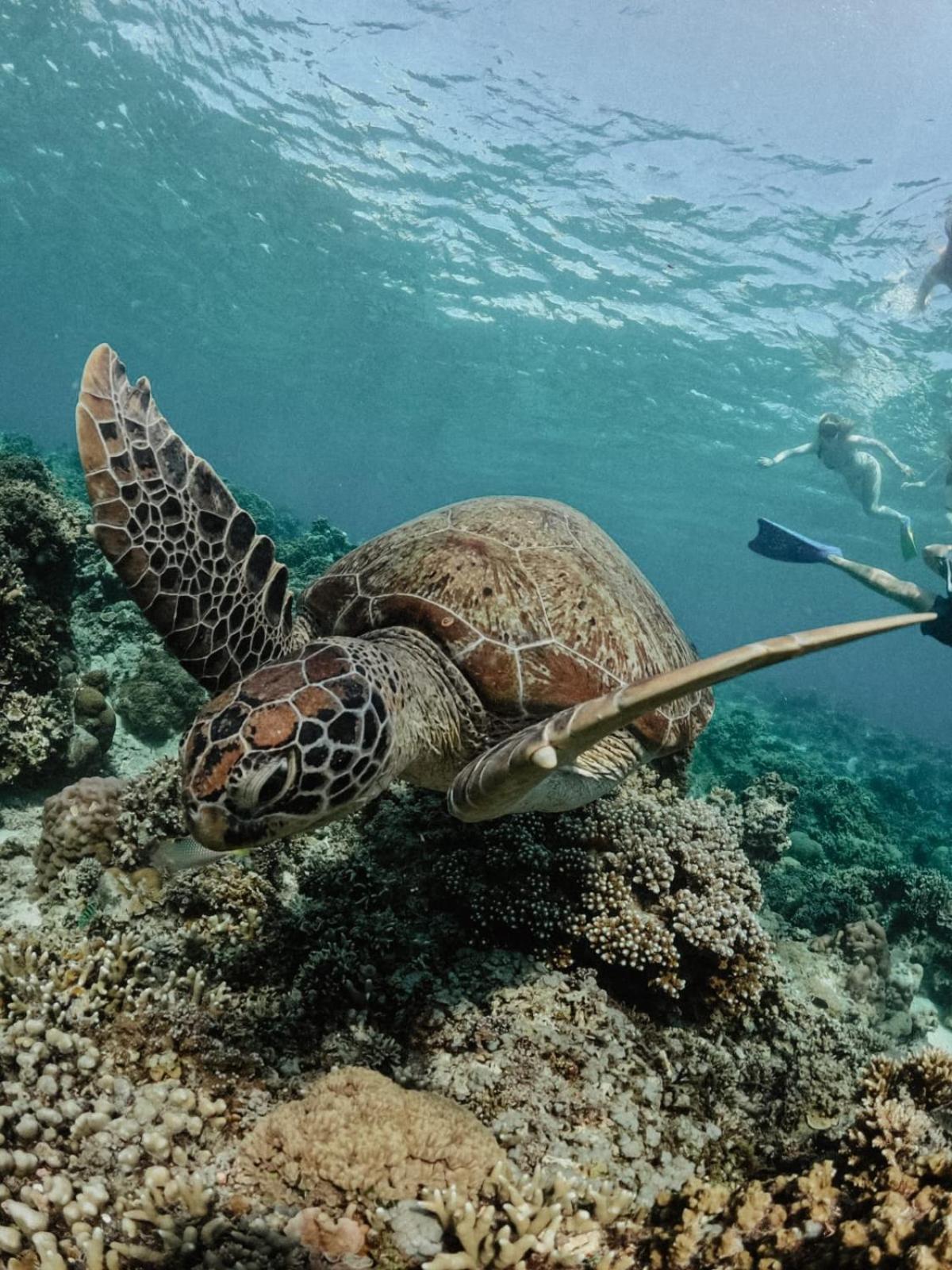 Hotel Tipsea Turtle Gili Air Exterior foto
